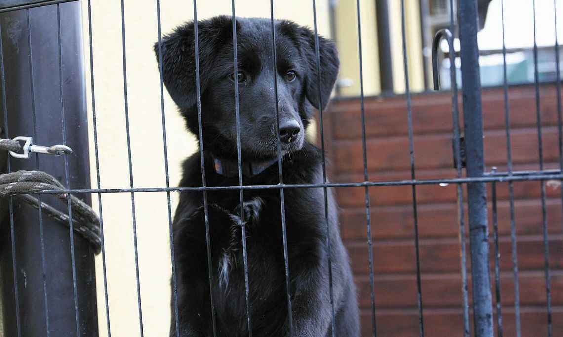 Nowe zasady w schronisku dla zwierząt w Puławach. "Metodyczne zwalczanie wolontariatu"