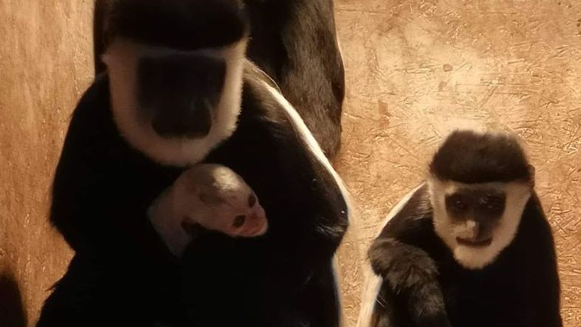 Nowe zwierzę w zoo koło Lublina. Urodziła się tam gereza abisyńska