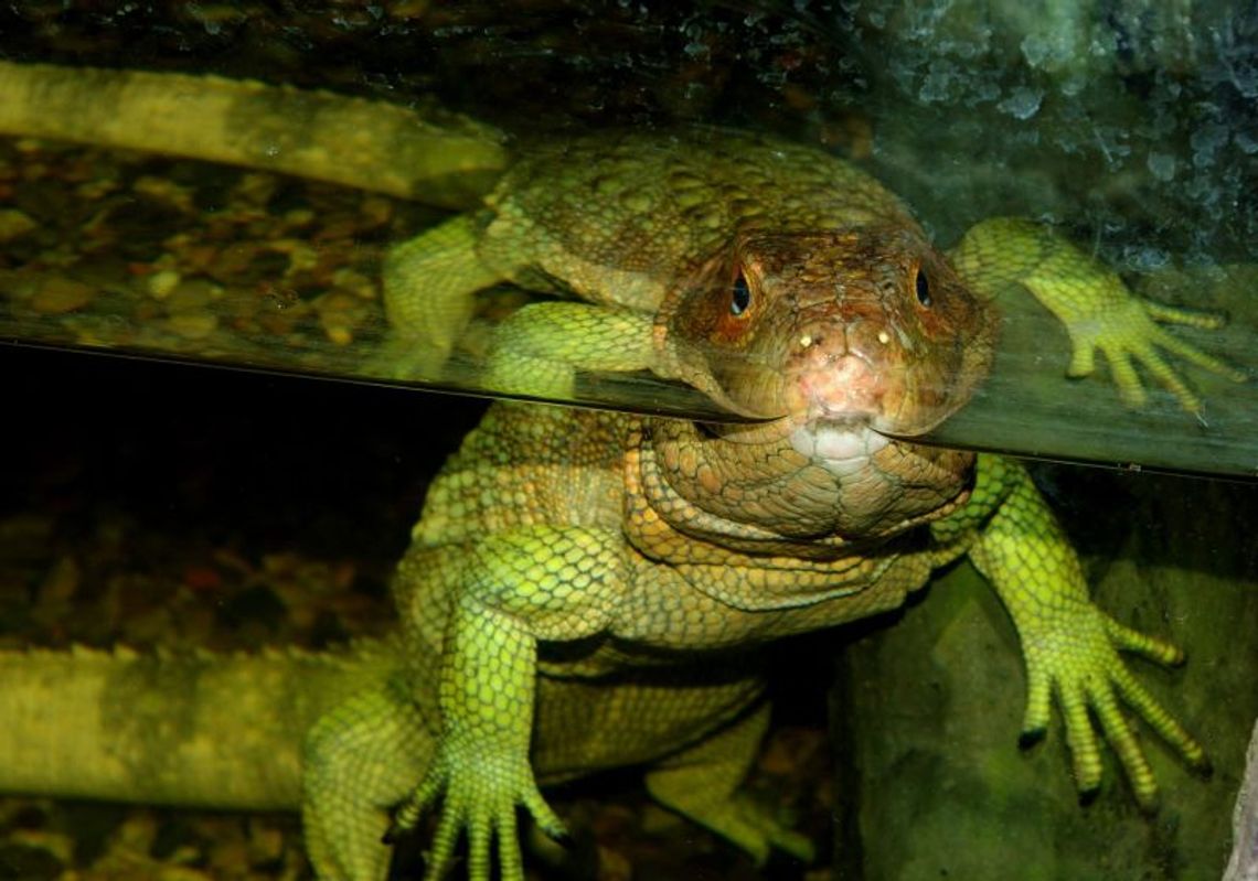 Nowe zwierzęta w zamojskim zoo: Jaszczury wyglądają jak krokodyle