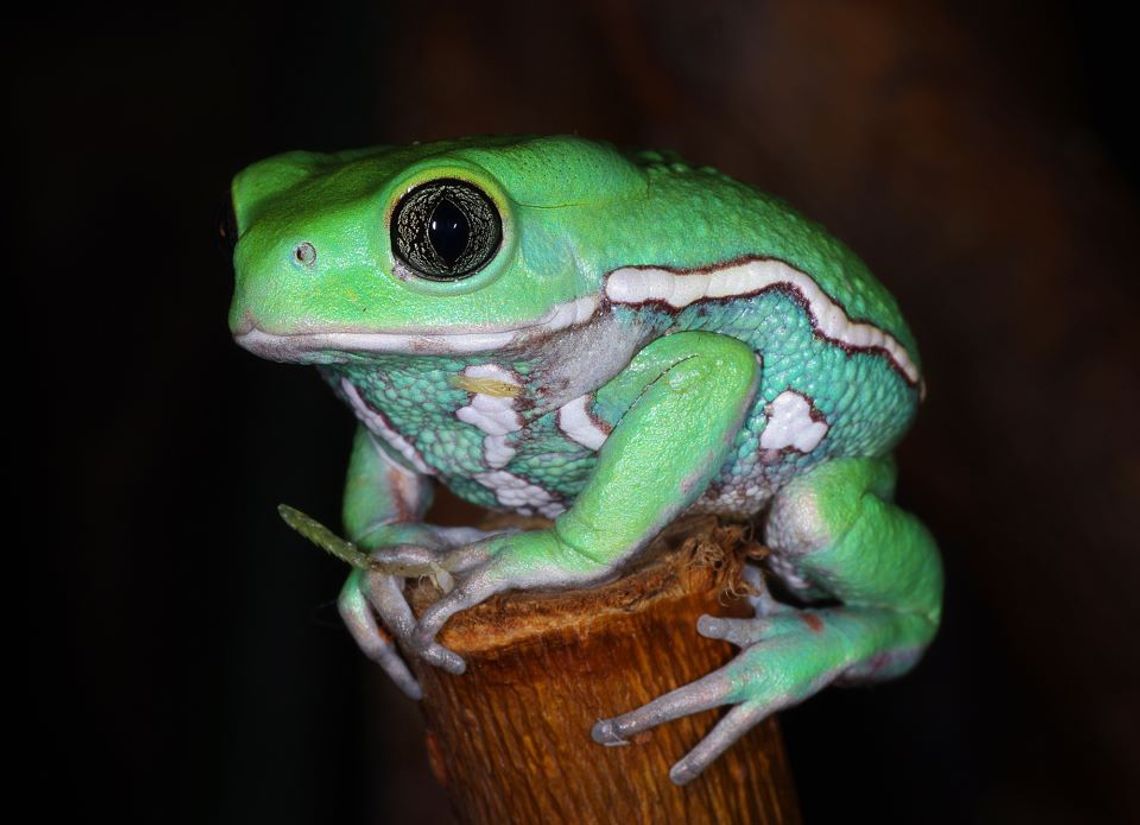 Nowe zwierzęta w Zoo w Zamościu 