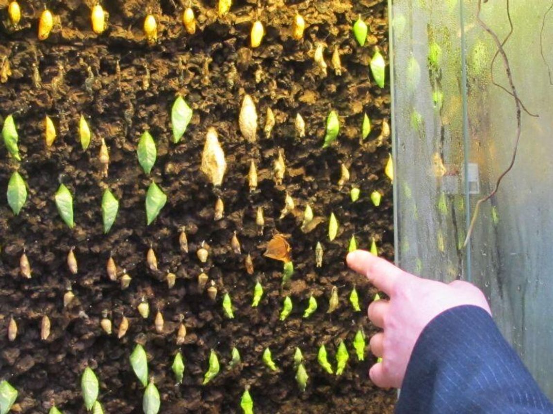 Nowe zwierzęta w zoo Zamość: Poczwarki tropikalnych motyli