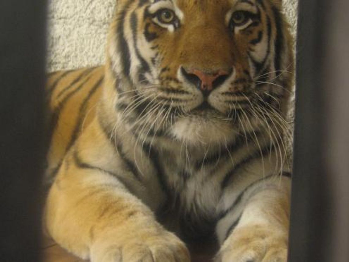 Nowi mieszkańcy zoo w Zamościu: Tygrys Wincenty i rybki