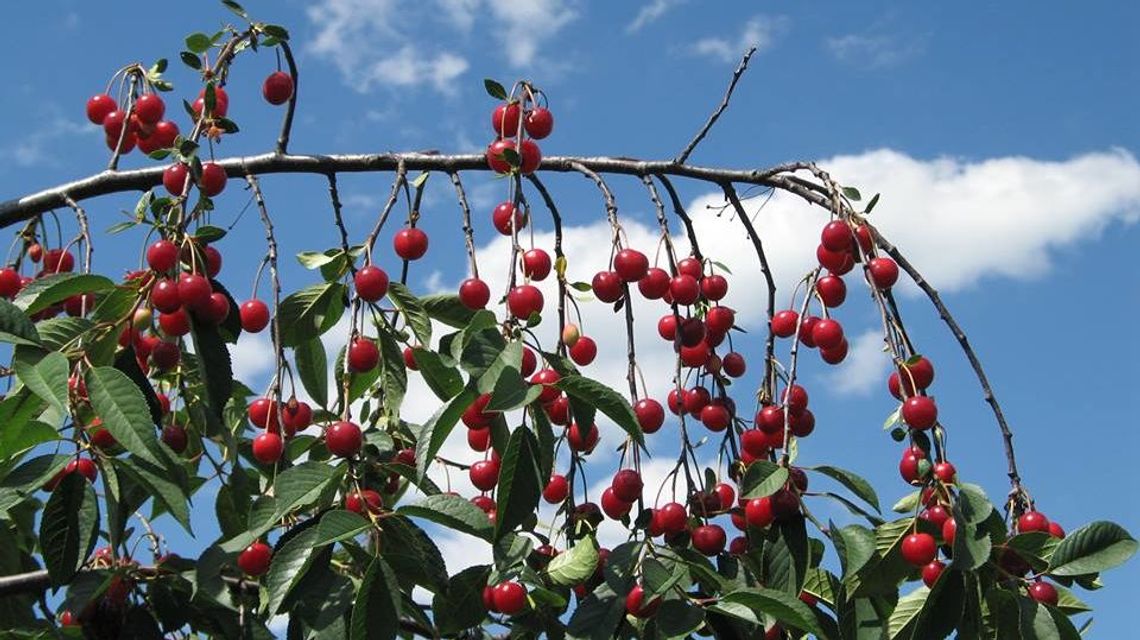 Nowi reprezentanci w Lubelskiej Izbie Rolniczej Nowi reprezentanci w Lubelskiej Izbie Rolniczej