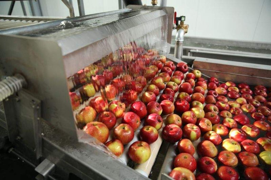 Nowoczesna sortownia otwarta. 10 ton jabłek na godzinę (zdjęcia, wideo)