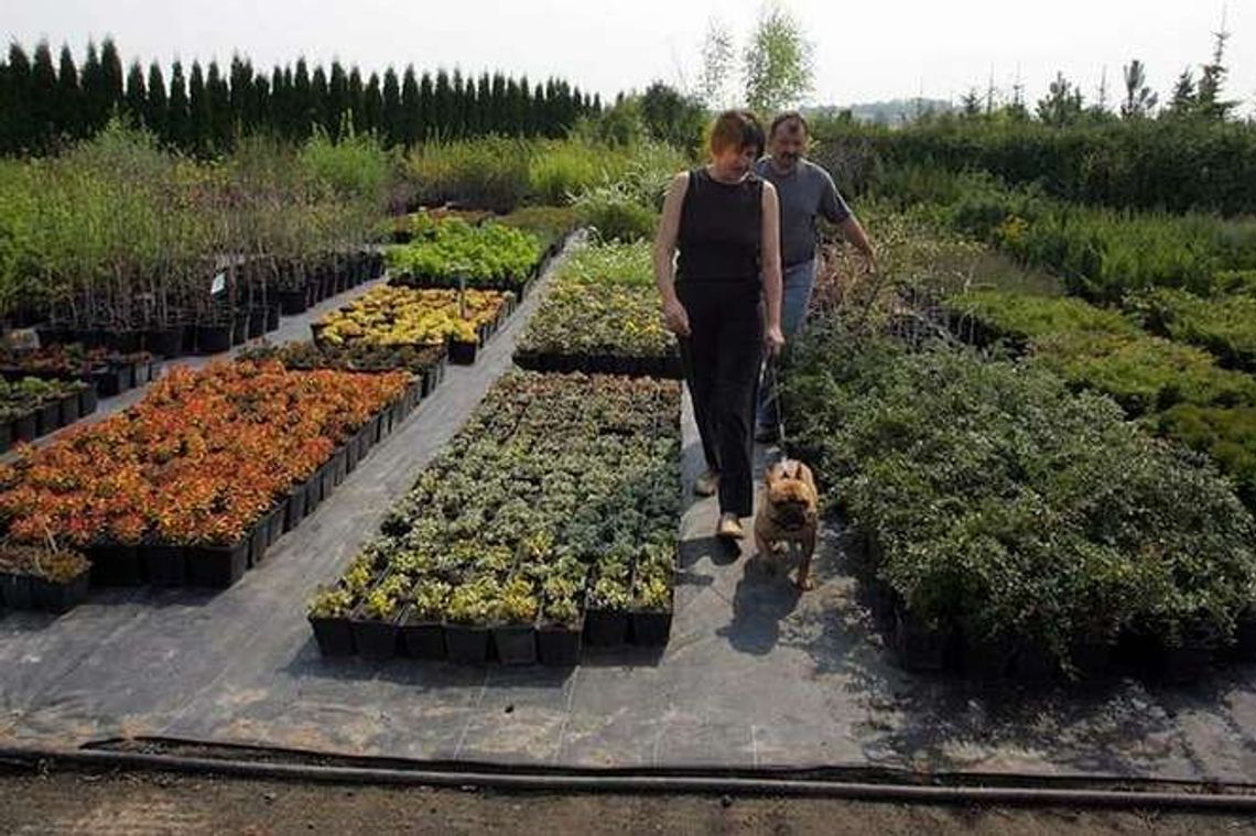 Nowości na kiermaszu drzewek w Końskowoli