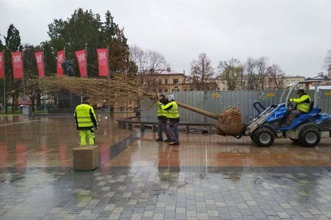 Nowy Baobab już na placu Litewskim