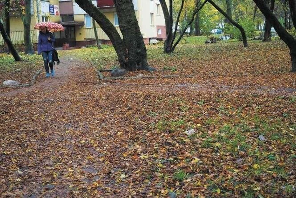 Nowy blok zamiast drzew. Zielony teren może zamienić się w plac budowy