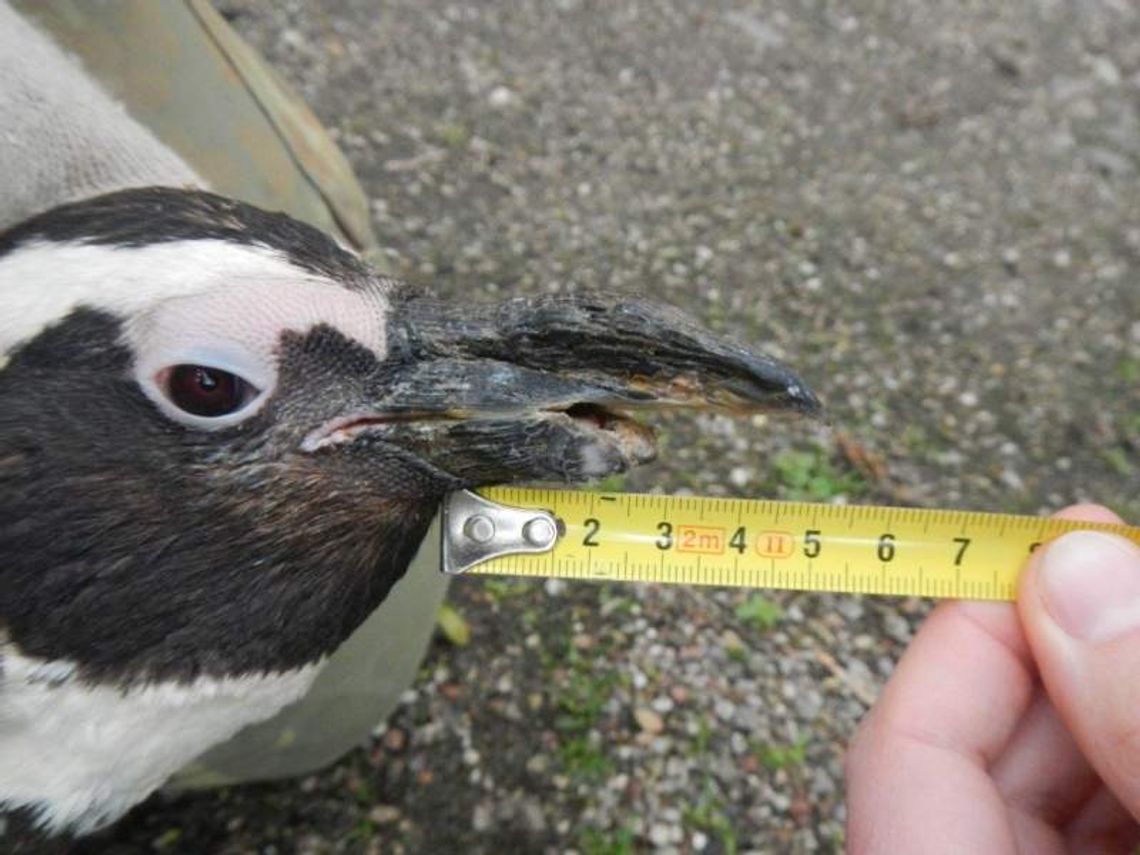 Nowy dziób dla pingwina "Półdzióbka". Podejście pierwsze