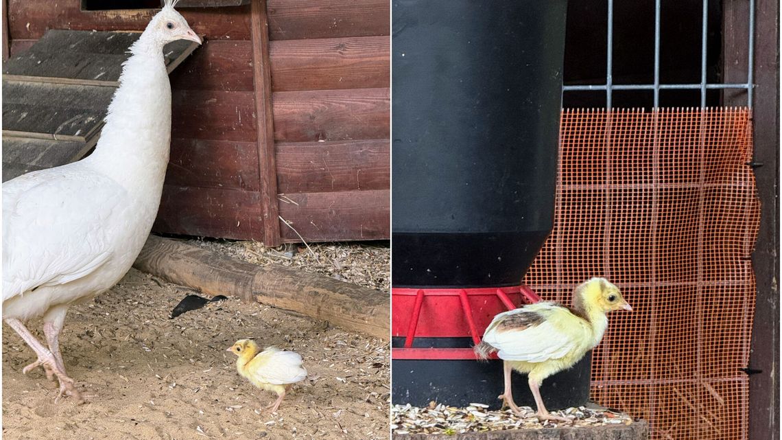 Nowy mieszkaniec Ogrodu Saskiego. Ma zaledwie 6 dni i jeszcze nigdy takiego nie było