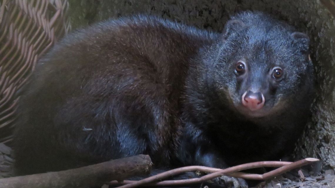 Nowy nabytek zamojskiego ZOO. Może będą z tego młode