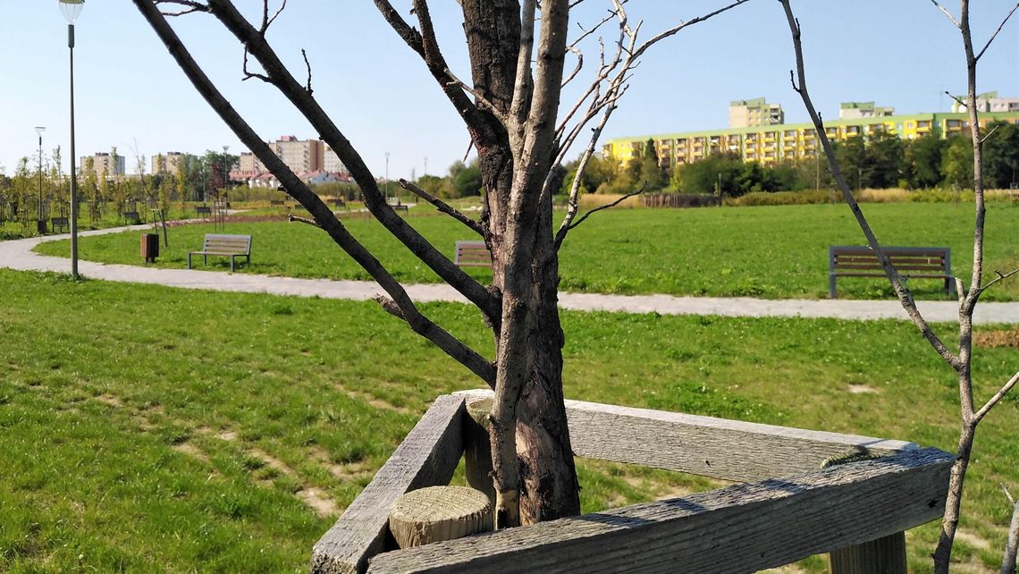 Nowy park w Lublinie marnieje. Uschła już około setka drzew