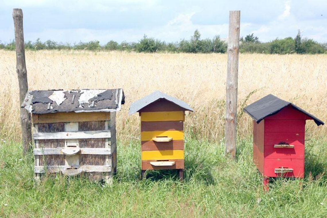 Nowy pasożyt atakuje pszczoły. Bedą straty