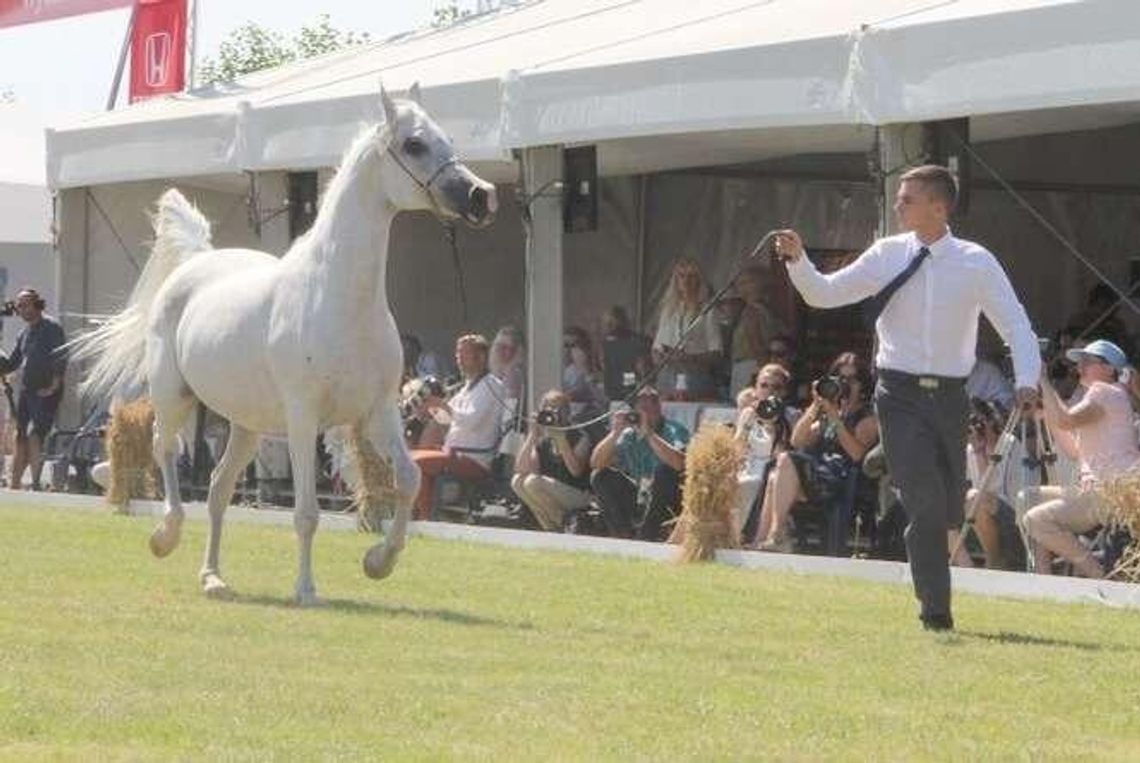 Nowy prezes Stadniny Koni w Janowie Podlaskim to ekonomista. "Nie miałem styczności z hodowlą koni"