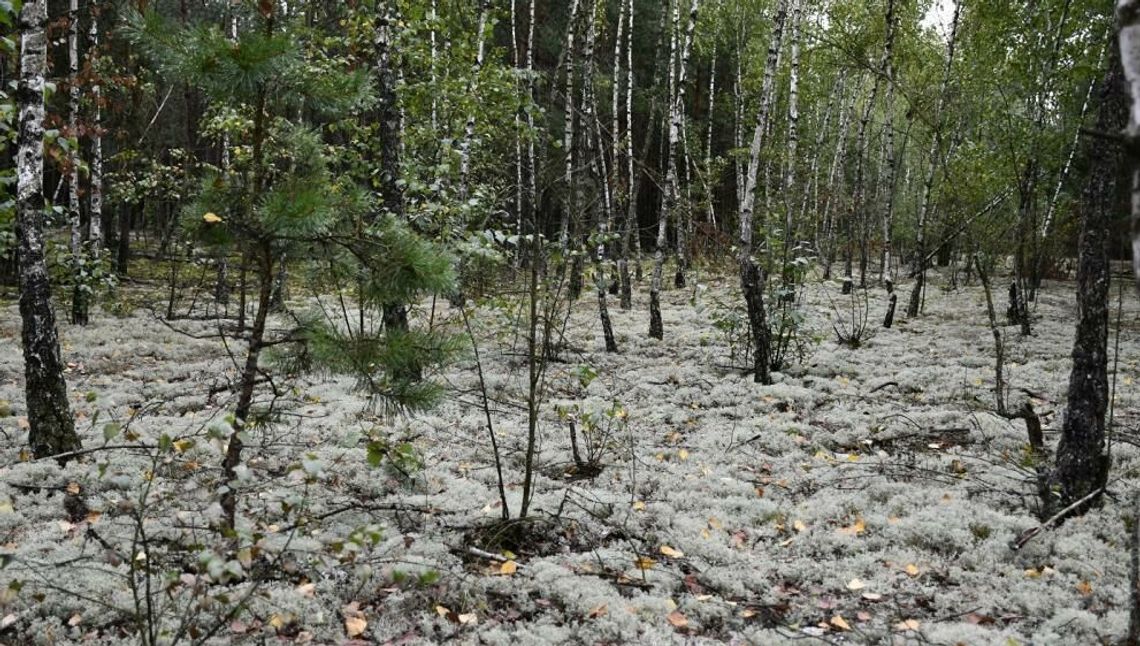 Nowy rezerwat w woj. lubelskim. Rzadkie gatunki porostów mają swoje miejsce