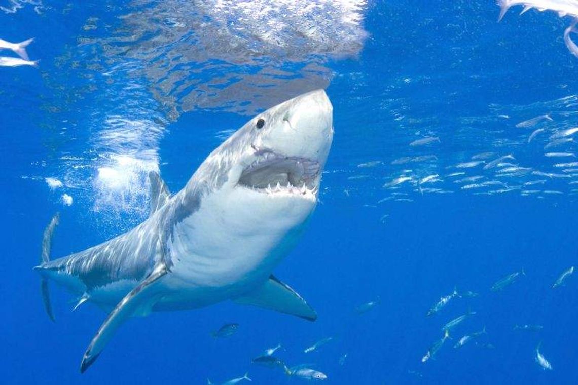 Nurkowanie z rekinami nie należy do najbezpieczniejszych zajęć na świecie Nurkowanie z rekinami nie należy do najbezpieczniejszych zajęć na świecie