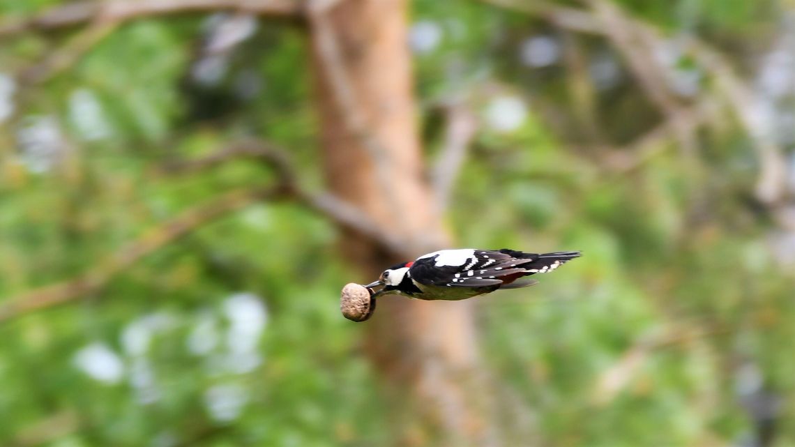 O Franku, którego najpierw słychać, a potem widać [zdjęcia]