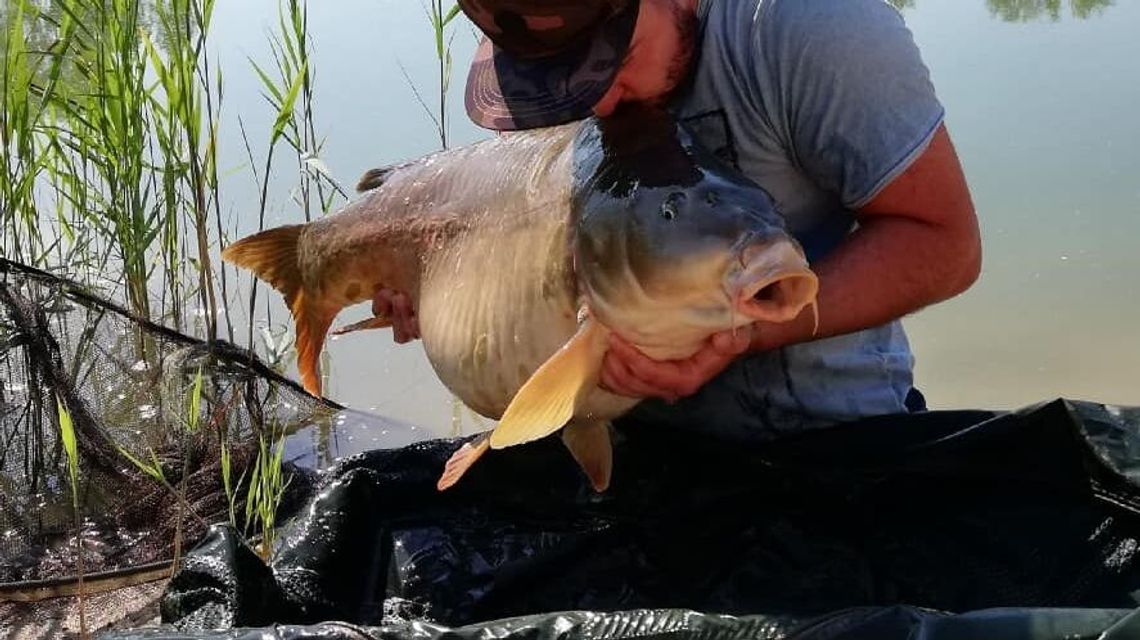 O karpiach, które przeżyły niejedną Wigilię. I Wielkanoc też