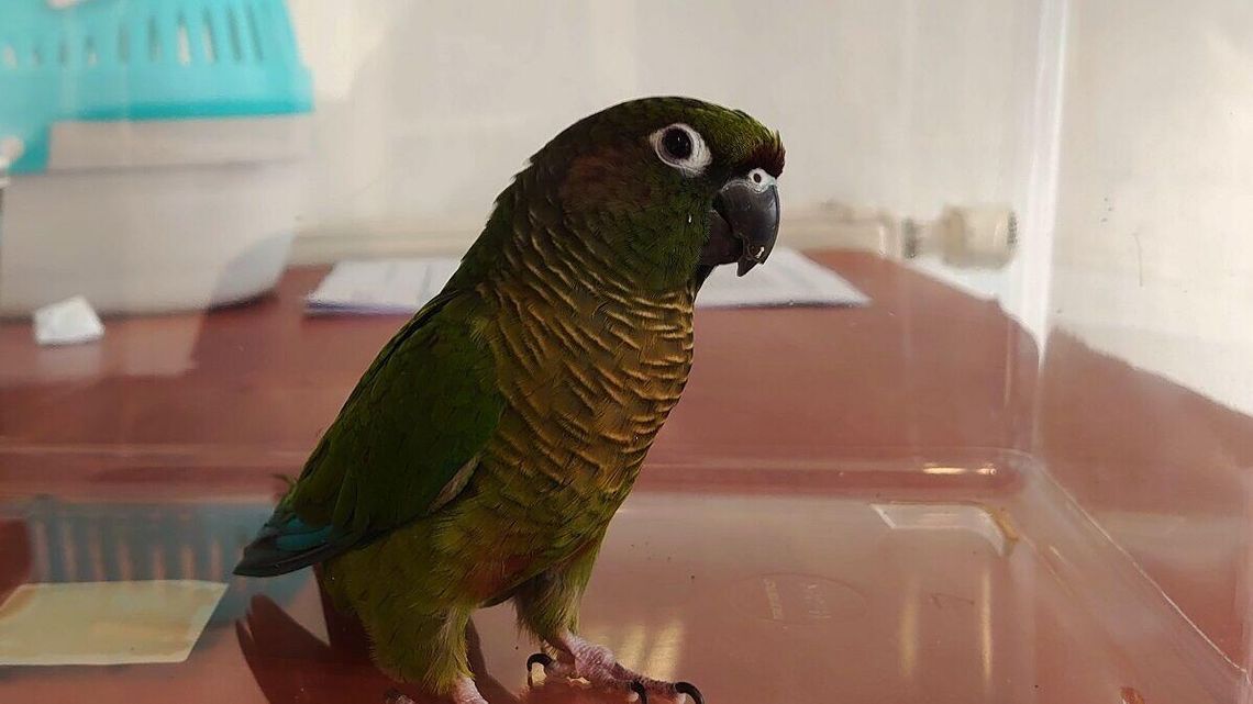 O losie papugi zdecyduje sąd. Na razie trafiła do ZOO
