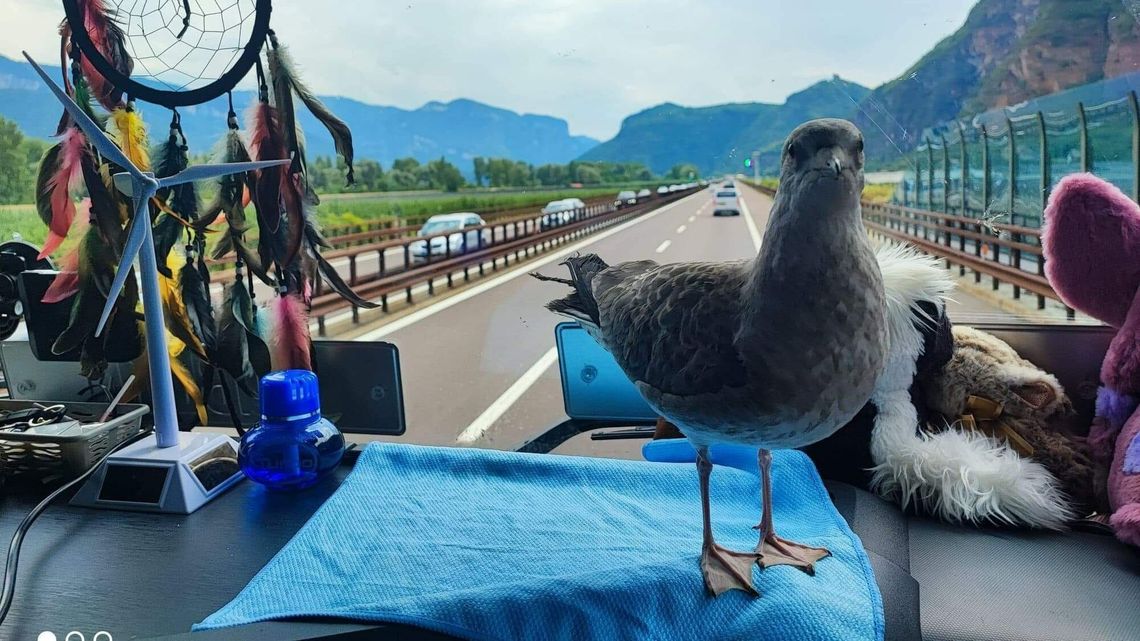 O mewie, która jeździła ciężarówką. Tak kierowcy z Lublina uratowali Srokę