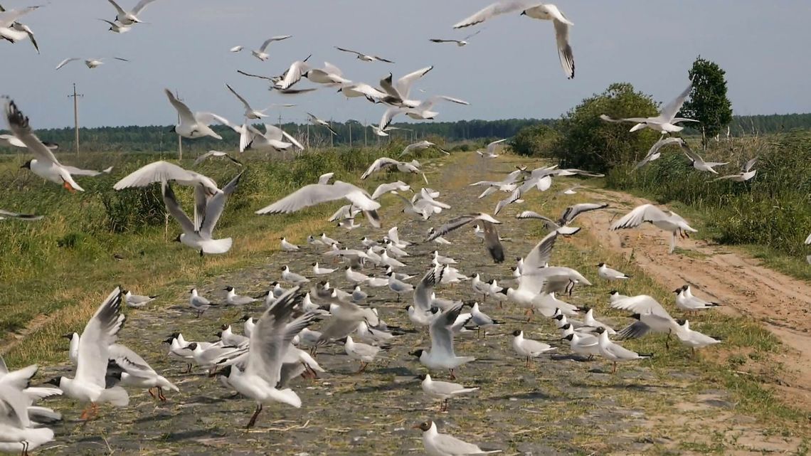 O śpiewach z Polesia Lubelskiego online O śpiewach z Polesia Lubelskiego online