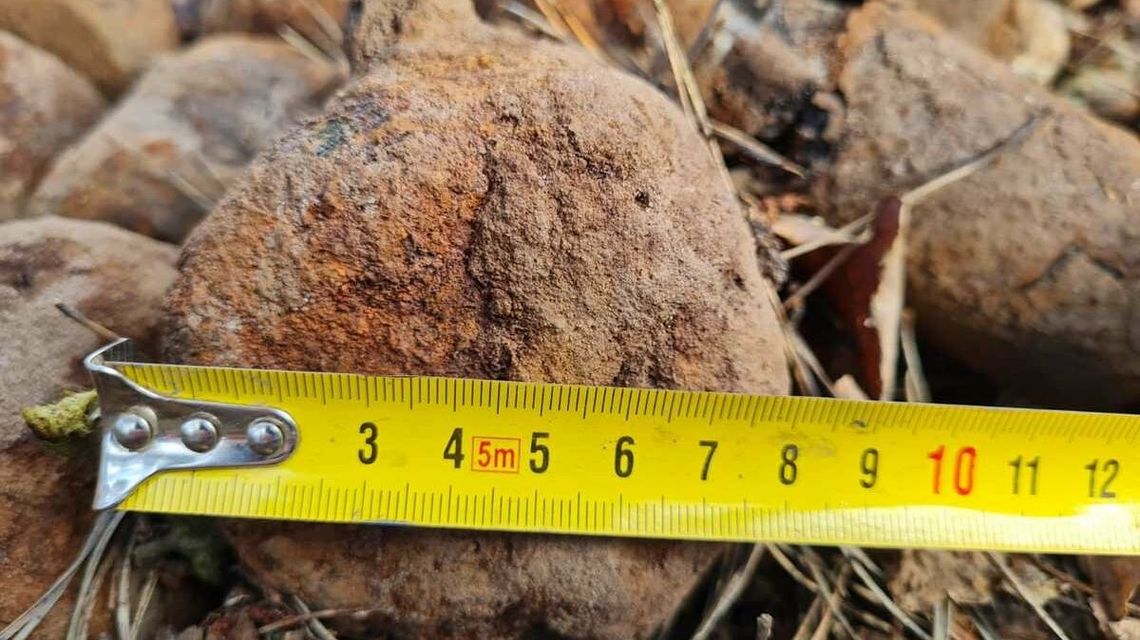 O włos od tragedii. Niewybuchy znalezione podczas wycinki drzew