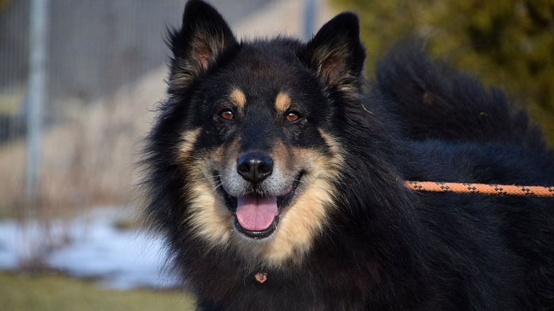 Obecna ekipa zostaje w lubelskim schronisku