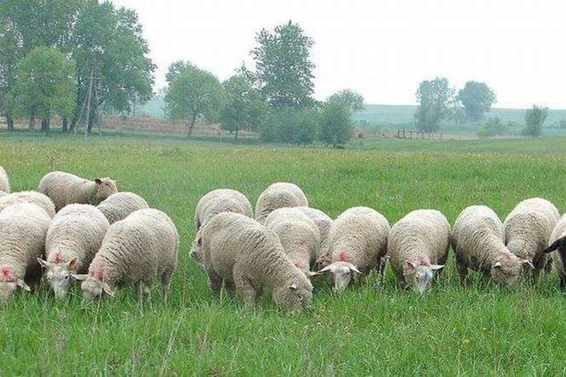 Obowiązek ustawowy. Zgłoś zwierzę, nawet jedno Obowiązek ustawowy. Zgłoś zwierzę, nawet jedno
