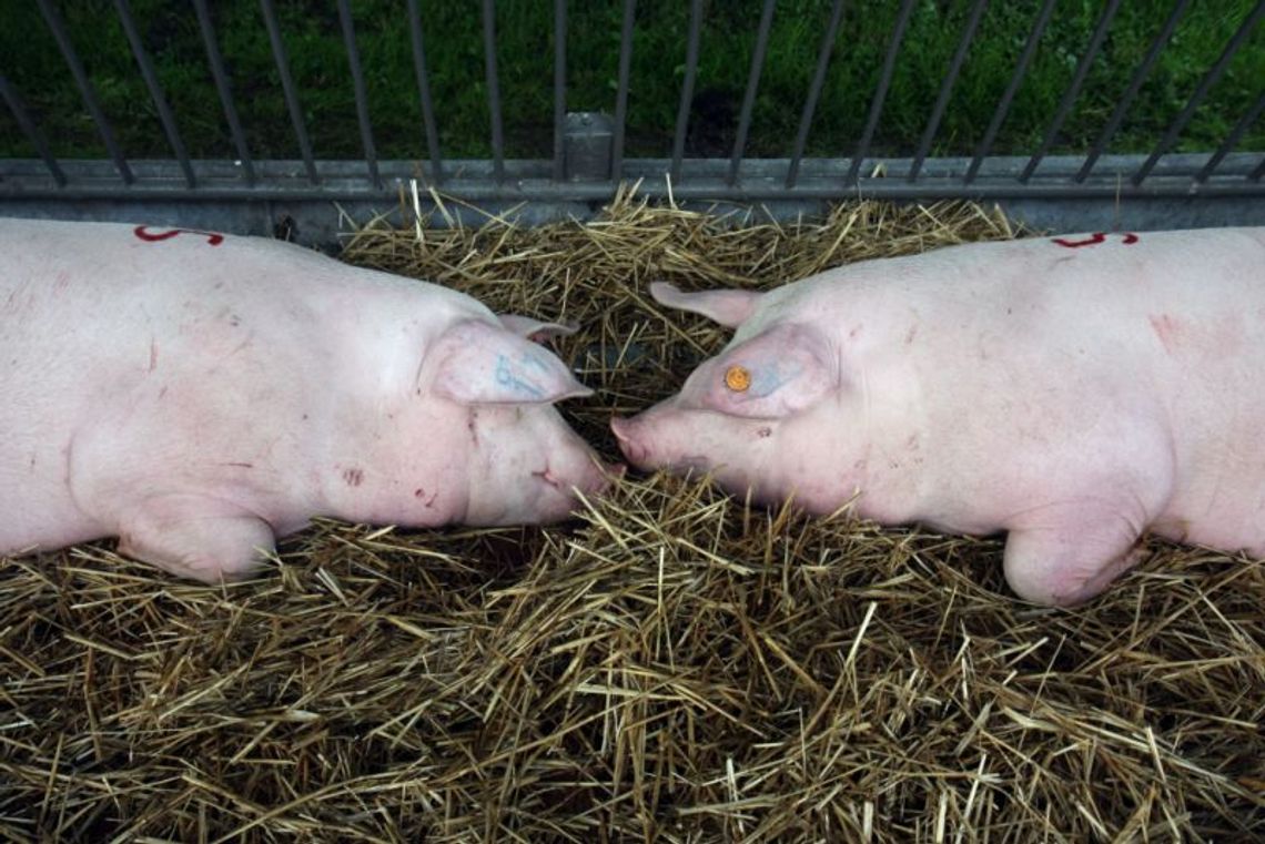 Obowiązkowe zabawki dla świń. Będą kontrole Obowiązkowe zabawki dla świń. Będą kontrole