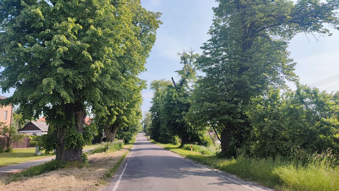 Obrońcy lip kontra drogowcy