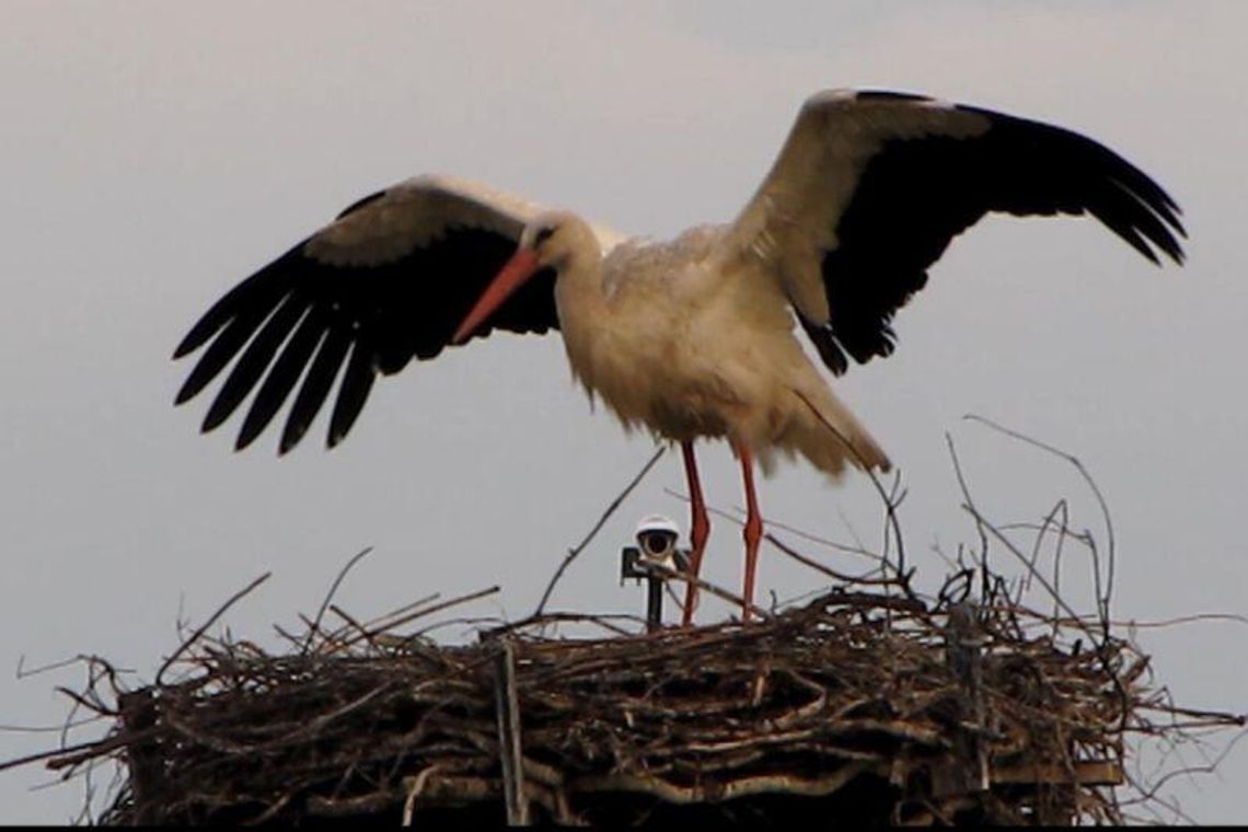 Obserwuj w internecie życie bocianów ze Sławacinka Starego