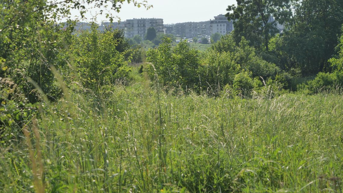 Obszar chroniony na górkach czechowskich? Naukowcy: "Badania wykazały obecność wielu gatunków chronionych i rzadkich zwierząt" Obszar chroniony na górkach czechowskich? Naukowcy: "Badania wykazały obecność wielu gatunków chronionych i rzadkich zwierząt"
