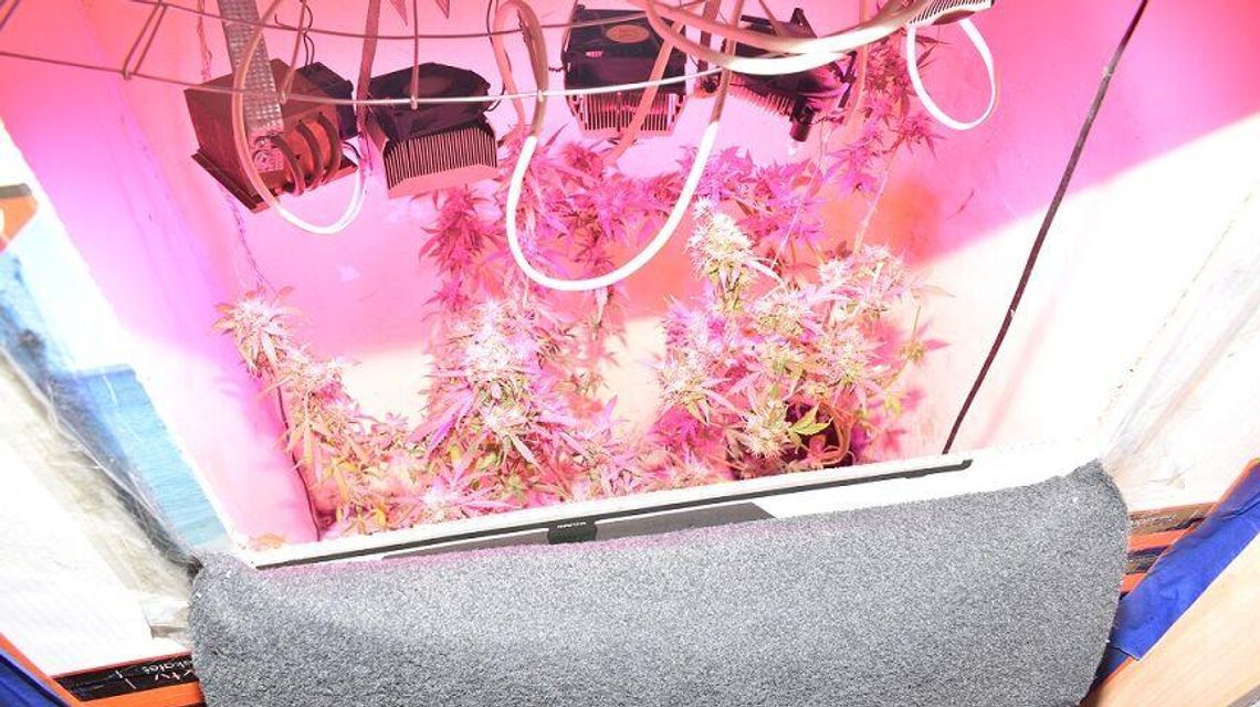 Obudziła się w nim pasja ogrodnika. Szkoda tylko że do konopi