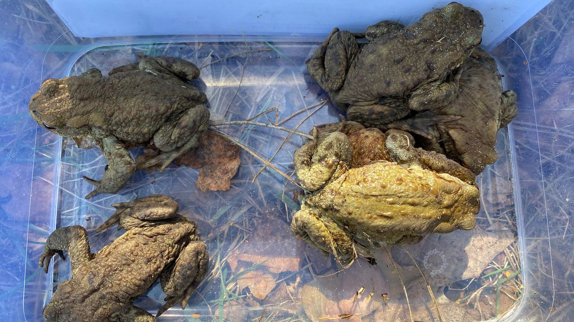 Ocal żabkę – apeluje Roztoczański Park Narodowy i zaprasza do akcji ratowania płazów Ocal żabkę – apeluje Roztoczański Park Narodowy i zaprasza do akcji ratowania płazów