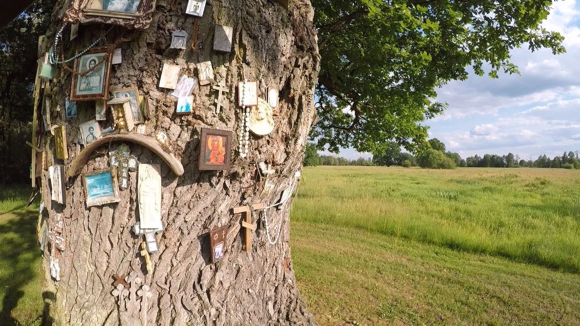 Ocalą kilkusetletnie dęby w gm. Sławatycze. Turyści je fotografują, a pielgrzymi zostawiają na pniach święte obrazki Ocalą kilkusetletnie dęby w gm. Sławatycze. Turyści je fotografują, a pielgrzymi zostawiają na pniach święte obrazki