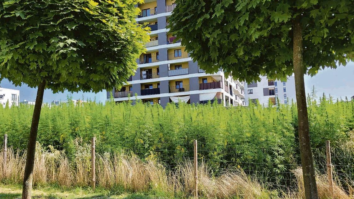 Od desek po żywność. A po drodze nagroda