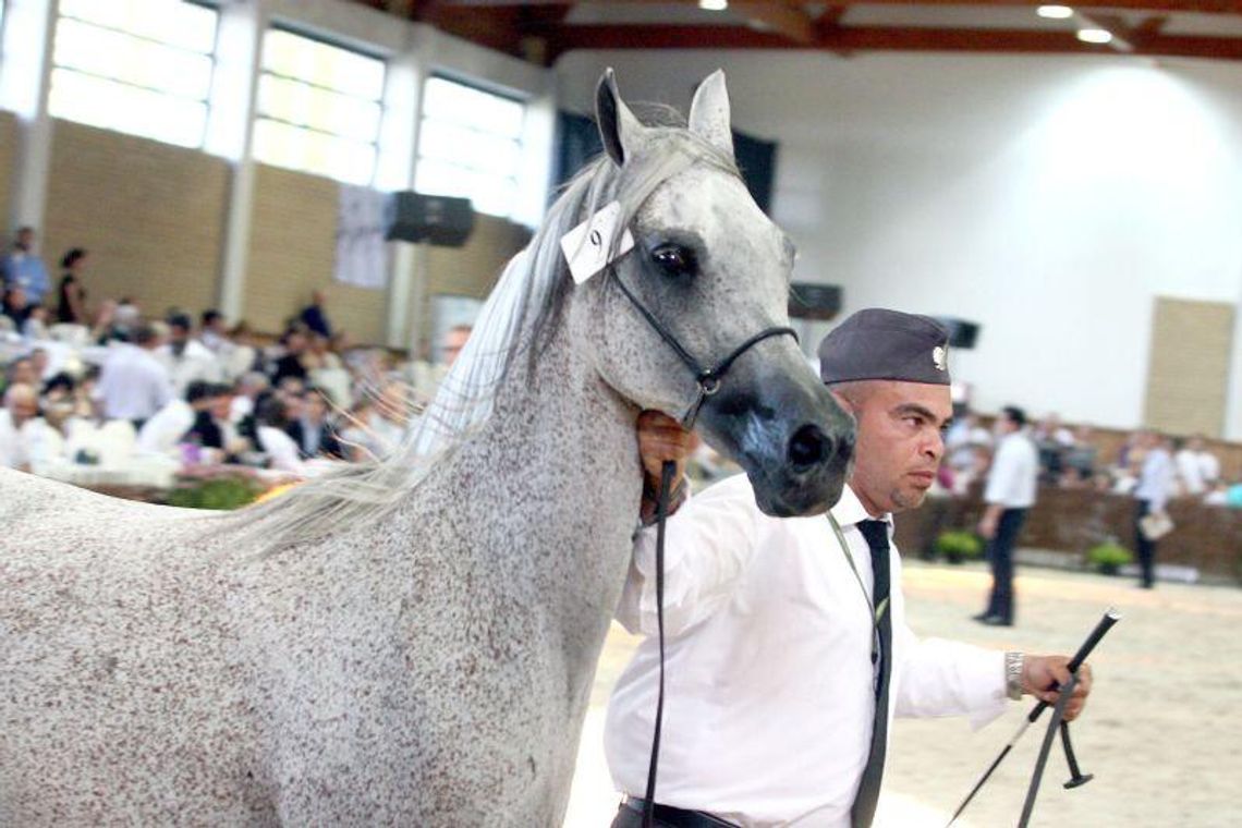 Od piątku Dni Konia Arabskiego 2012 (program, bilety)