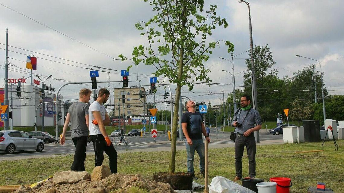 Od soboty w Lublinie będzie o 7 drzew więcej