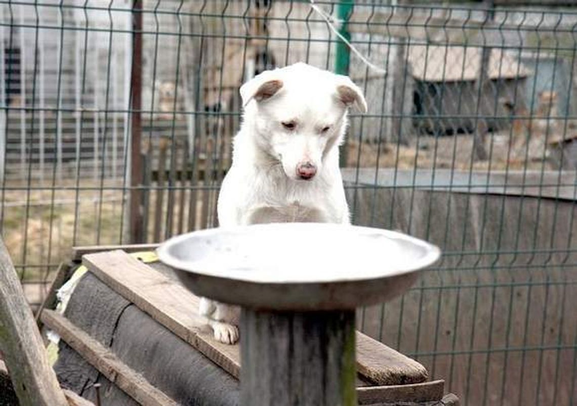 Oddaj głos na przytulisko w Rachowie, a psy dostaną karmę