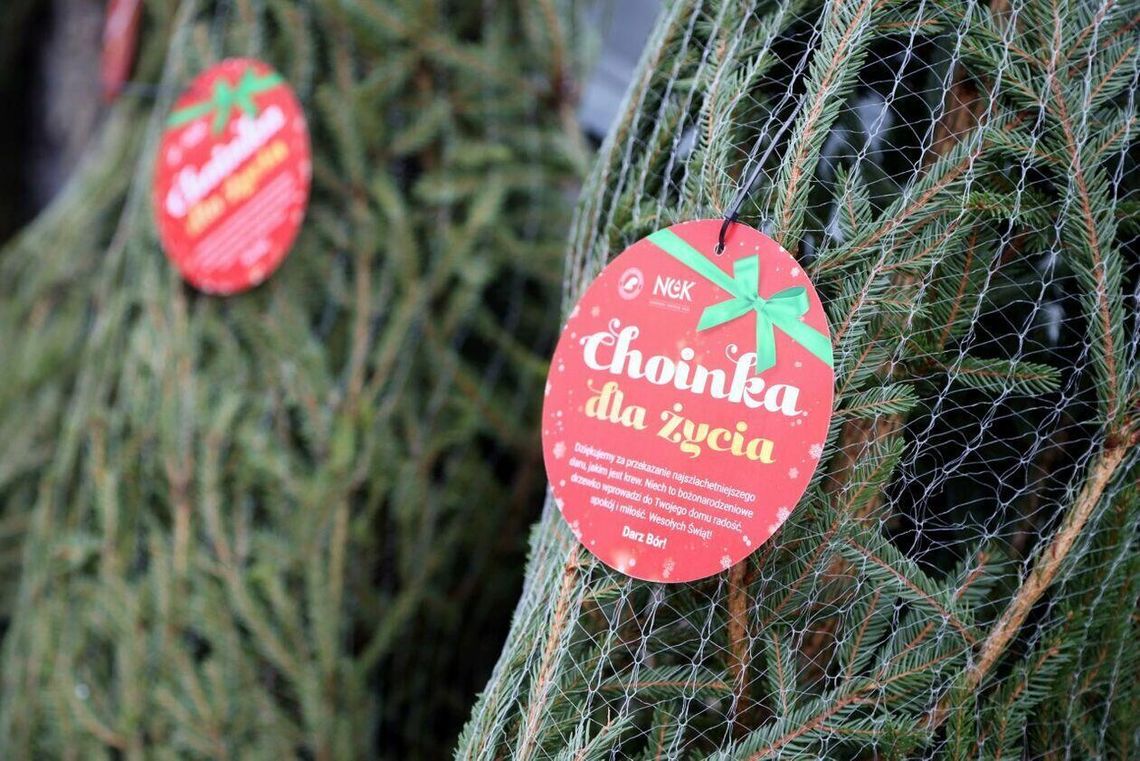 Oddasz krew – dostaniesz choinkę. Ogólnopolska akcja „Choinka dla Życia” wraca Choinka za krew