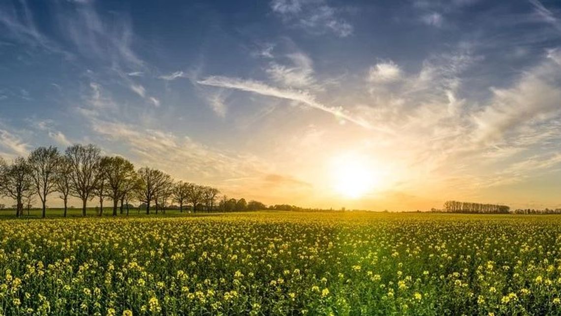 Odkrycie naukowców z UMCS i Polskiej Akademii Nauk: Fotosynteza lubi nie tylko światło, ale i ciepło