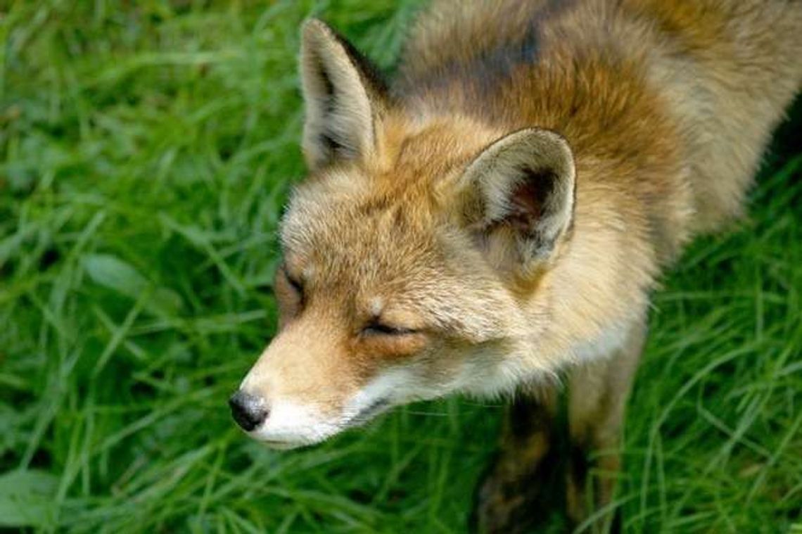 Odławianie lisów w Lublinie. Tylko jedna firma była chętna