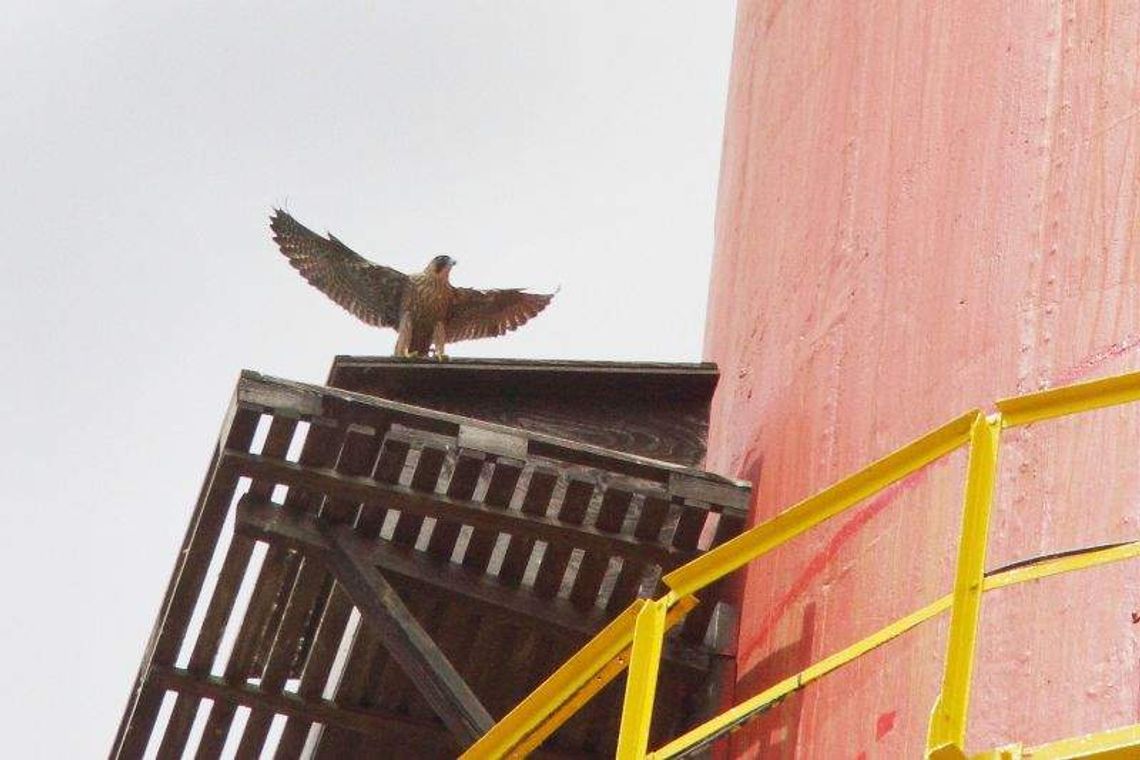 Odnowili lokum dla sokołów na kominie Azotów