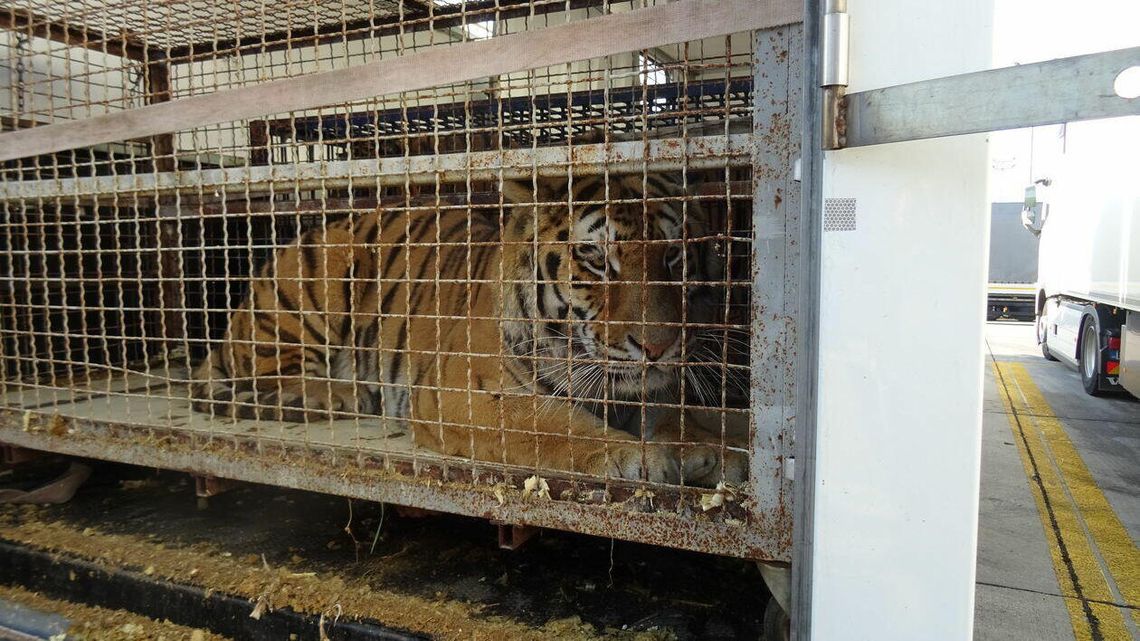 Odpowiedzą za cierpienia tygrysów. Proces będzie prowadzony w lubelskim sądzie?