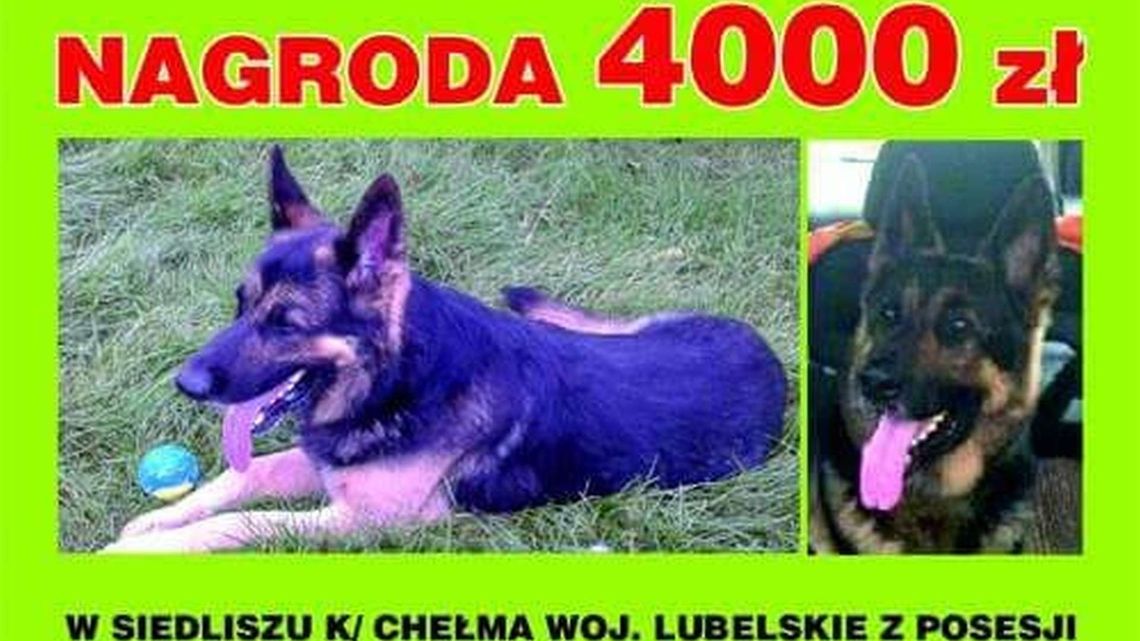 Oferują 4 tys. zł nagrody za znalezienie psa Oferują 4 tys. zł nagrody za znalezienie psa