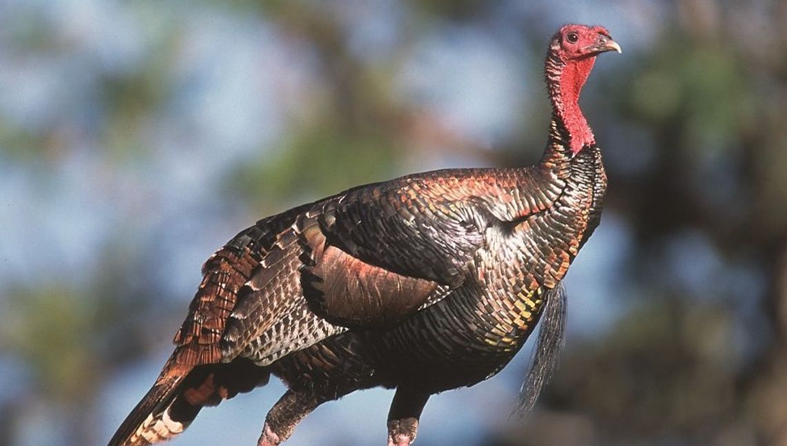 Ognisko ptasiej grypy w województwie lubelskim. Policjanci nie wpuszczają do wsi nikogo poza mieszkańcami Ognisko ptasiej grypy w województwie lubelskim. Policjanci nie wpuszczają do wsi nikogo poza mieszkańcami