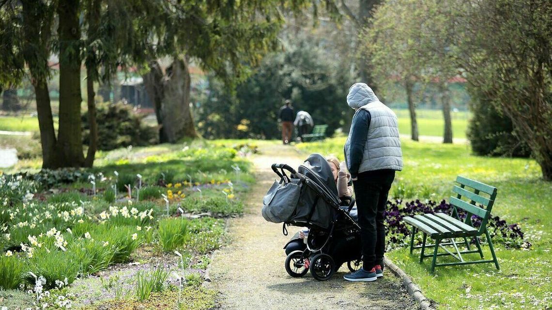 Ogród Botaniczny poleca się na spacer. Za chwilę zakwitnie 120 tulipanów