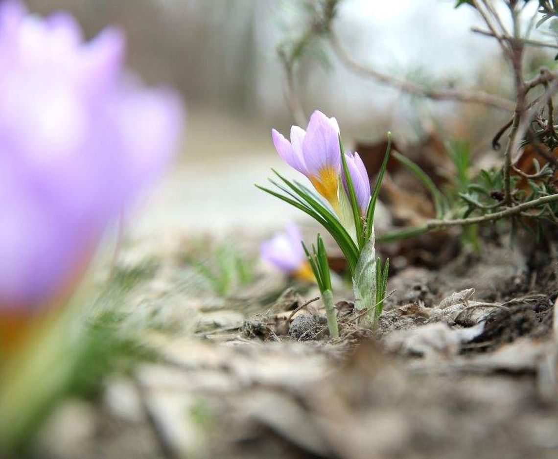 Ogród Botaniczny UMCS otwarty od niedzieli