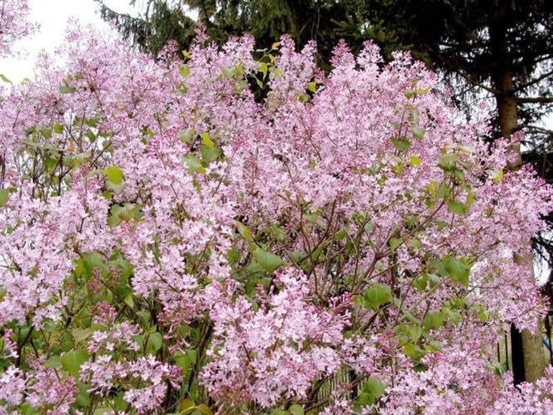Ogród Botaniczny w Lublinie zaprasza na spacer w lilakach