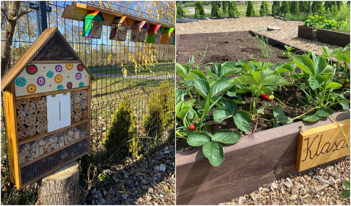 domki dla murarek oraz grządka warzywna