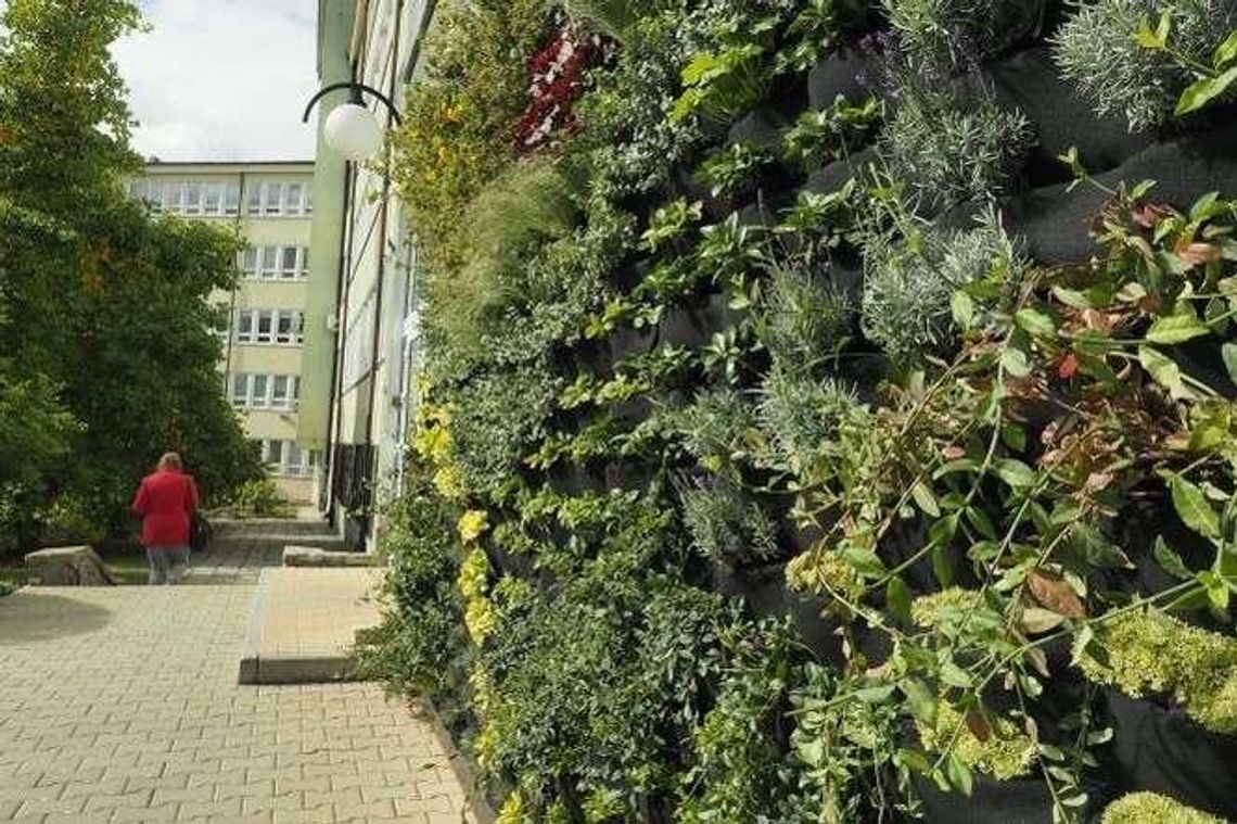 Ogród wertykalny na ścianie Uniwersytetu Przyrodniczego
